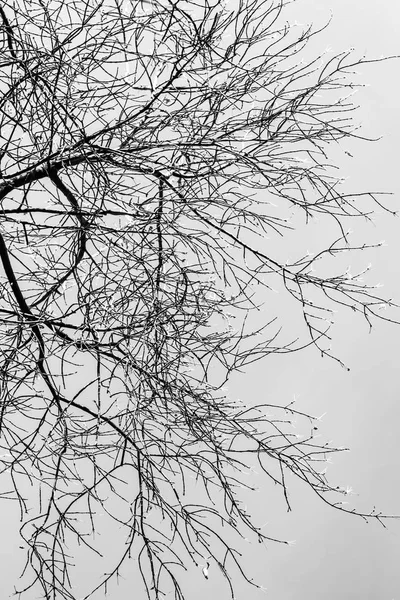 Silueta Ramas Árbol Sobre Fondo Blanco —  Fotos de Stock