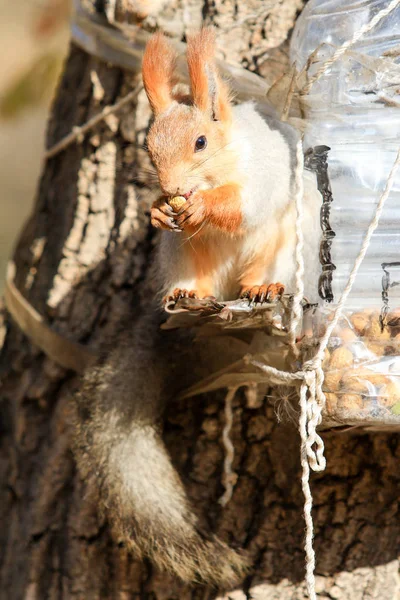 松鼠在秋季公园白天 — 图库照片