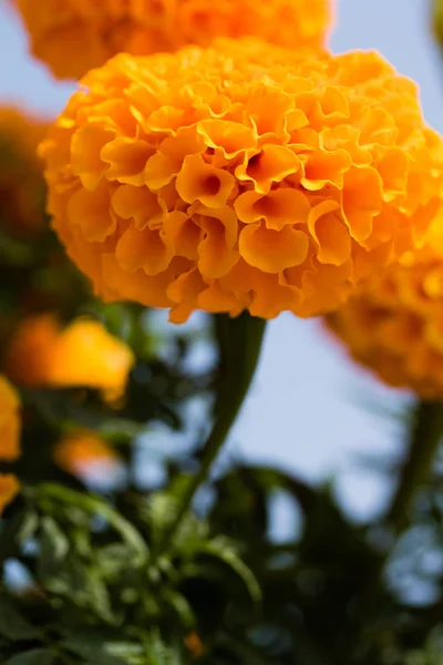 夏の風景に明るい秋の花 — ストック写真