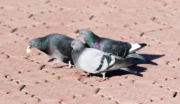 Sonbahar Sezonu Sokakta Vahşi Güvercinler — Stok fotoğraf