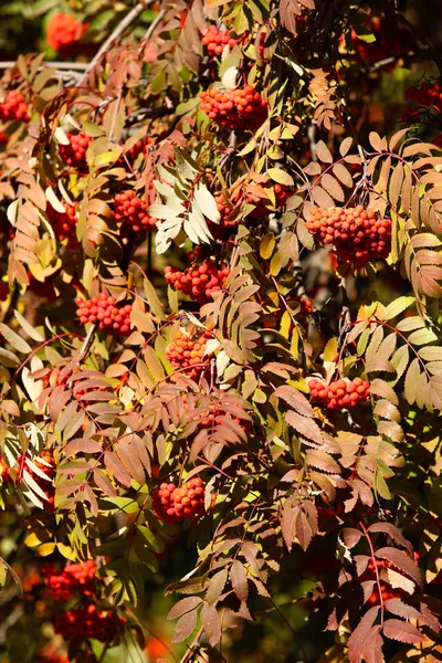 Vruchten Van Mountain Ash Boom Herfst Landschap — Stockfoto