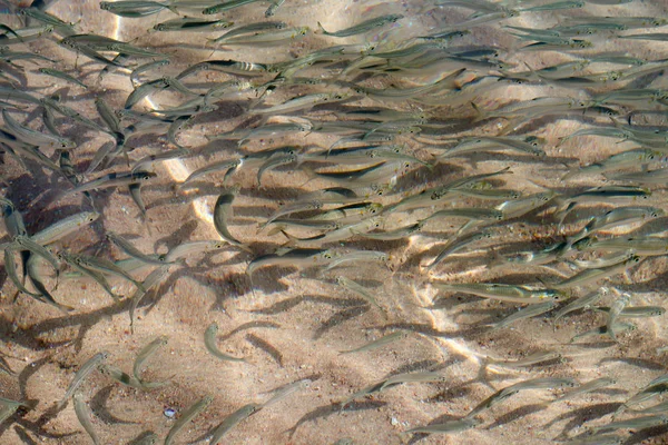 たくさんの小さな魚が海で泳ぐ — ストック写真