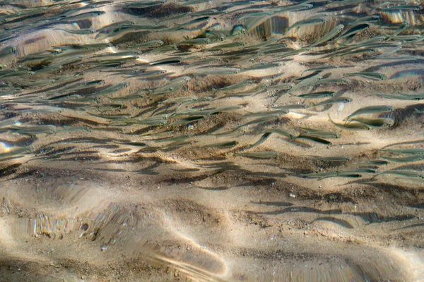 Banyak Ikan Kecil Berenang Laut — Stok Foto