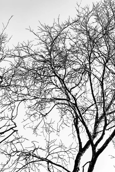 Arbre Branches Silhouette Sur Fond Blanc — Photo