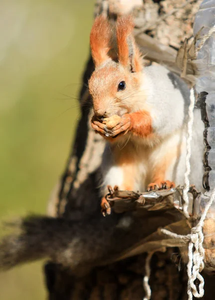 Eichhörnchen Herbstpark Tagsüber — Stockfoto