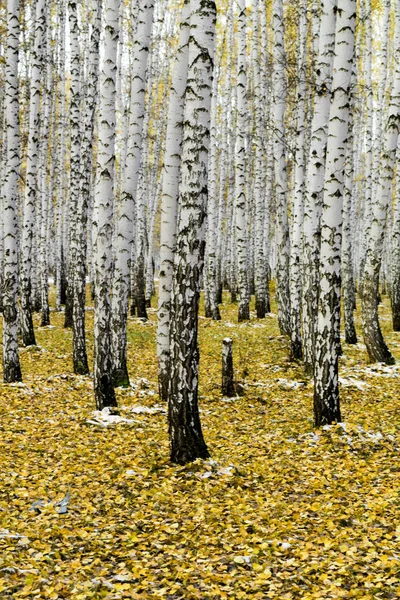 Sarı huş ağacı orman, geç sonbaharda — Stok fotoğraf