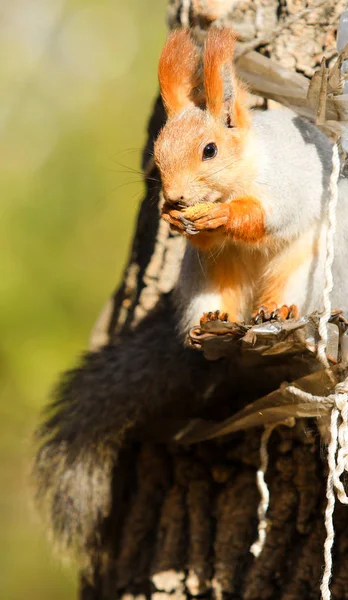 Squirrel Autumn Park Daytime — Stock Photo, Image