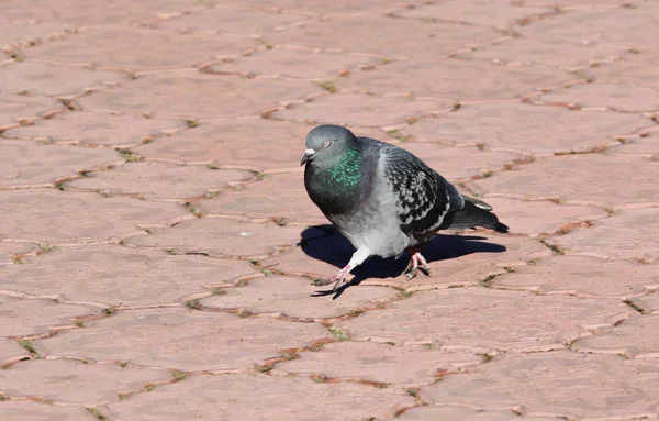 Wilde Duif Straat Herfst Seizoen — Stockfoto