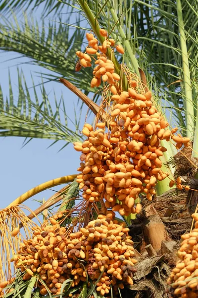 yellow dates on a tree landscape