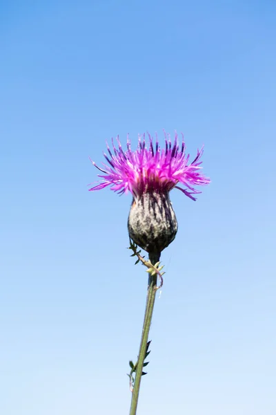 Milk Thistle Flower Summer Landscape — Stock Photo, Image