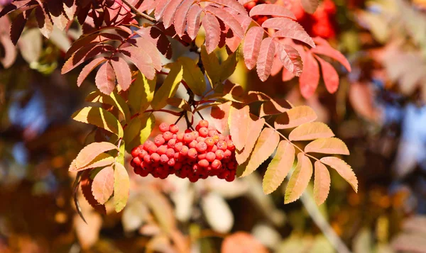 Плоды Горного Пепла Дереве Осеннем Пейзаже — стоковое фото