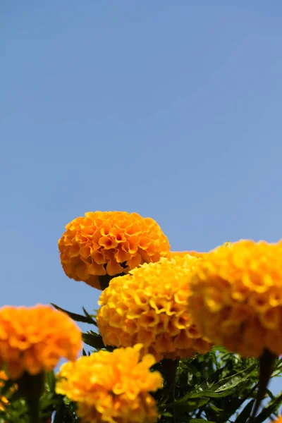 Podzimní Světlé Květy Letní Krajina — Stock fotografie