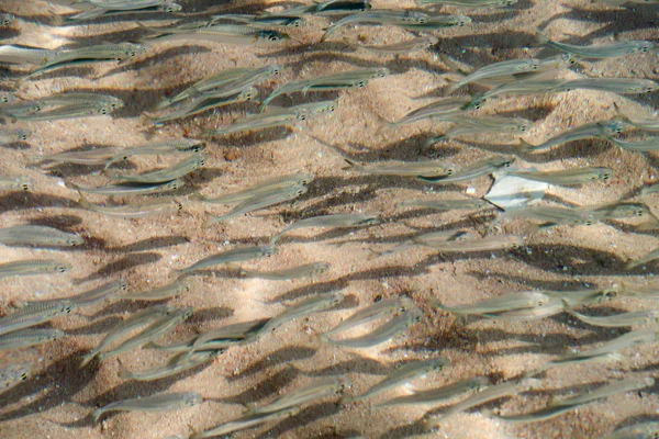 Πολλά Μικρά Ψάρια Κολυμπούν Στη Θάλασσα — Φωτογραφία Αρχείου