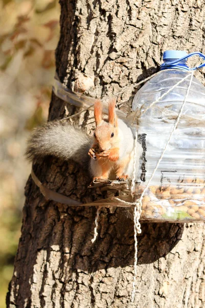 Ardilla Parque Otoño Durante Día — Foto de Stock