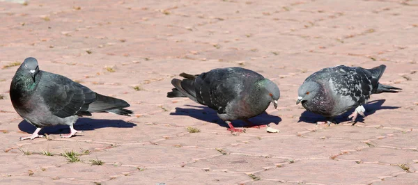 Sonbahar Sezonu Sokakta Vahşi Güvercinler — Stok fotoğraf