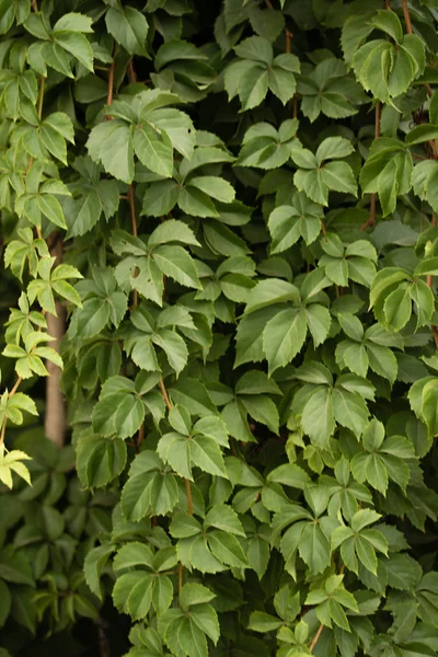 Gröna Häcken Väggen — Stockfoto