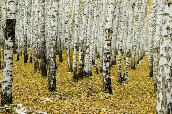 Yellow birch forest, late autumn — Stock Photo, Image