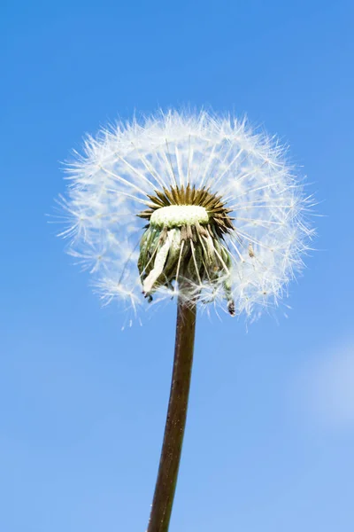 Paardebloem Bloem Aard Close Weergave — Stockfoto