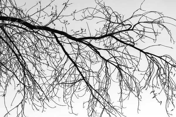 Arbre Branches Silhouette Sur Fond Blanc — Photo