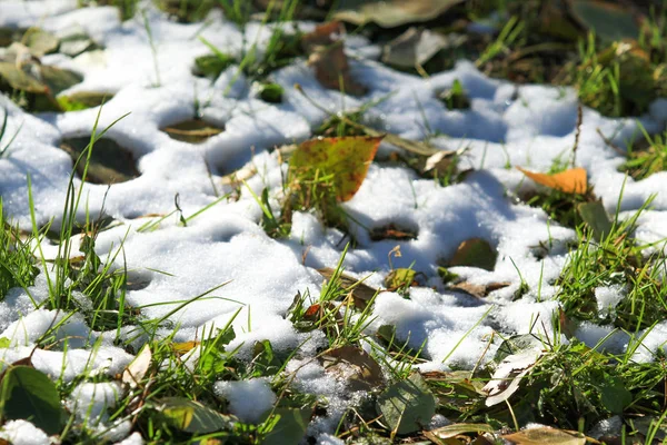 第一次下雪的绿草 — 图库照片