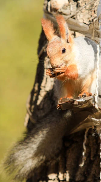 Eichhörnchen Herbstpark Tagsüber — Stockfoto