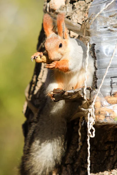 Eichhörnchen Herbstpark Tagsüber — Stockfoto