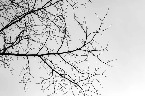 Silueta Ramas Árbol Sobre Fondo Blanco —  Fotos de Stock