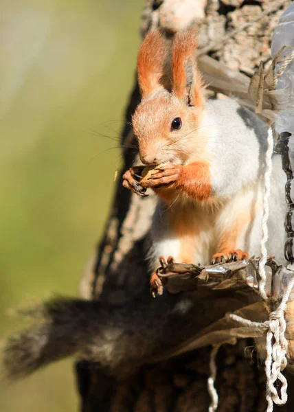 Squirrel Autumn Park Daytime — Stock Photo, Image