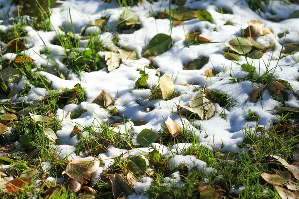 Prima Neve Sull Erba Verde Autunno — Foto Stock