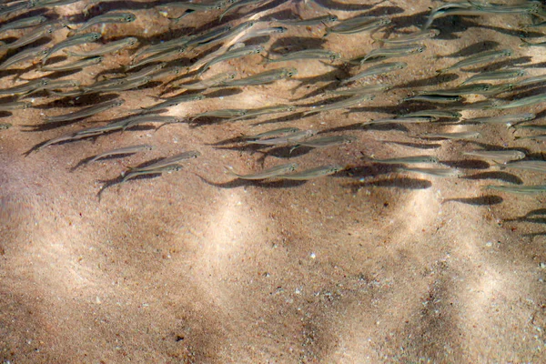 Много Мелкой Рыбы Плавает Море — стоковое фото