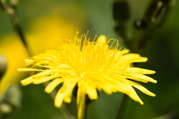 Kwiat Mniszek Natura Widok Zbliżenie — Zdjęcie stockowe