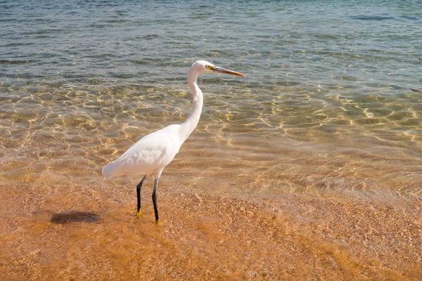 Gran Garza Ardea Alba — Foto de Stock