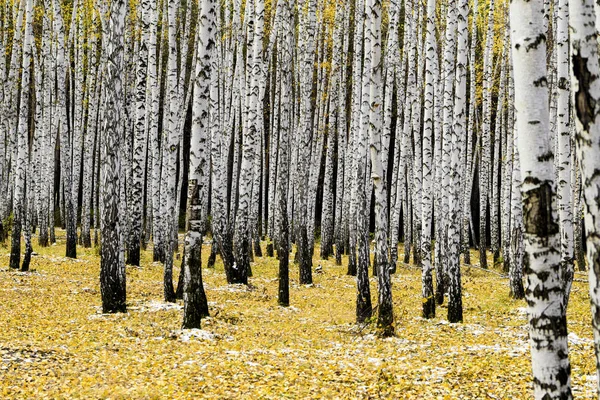 Yellow σημύδα δάσος, τέλη του φθινοπώρου — Φωτογραφία Αρχείου