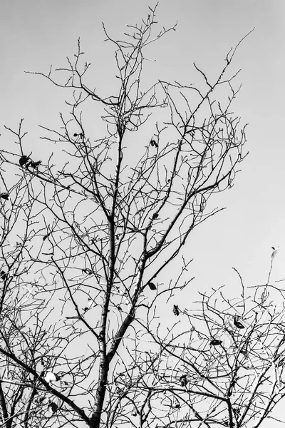 Arbre Branches Silhouette Sur Fond Blanc — Photo