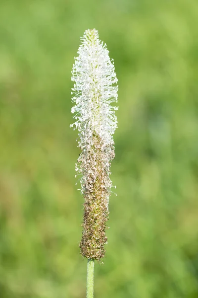 Flower plantain in summer nature landscape