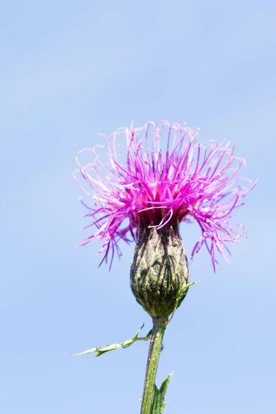 Milk Thistle Flower Summer Landscape — Stock Photo, Image