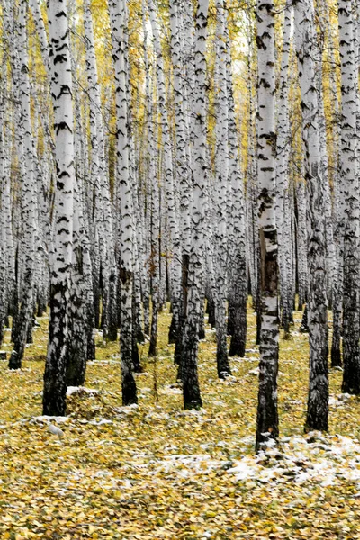 Bosque Abedul Amarillo Finales Otoño — Foto de Stock