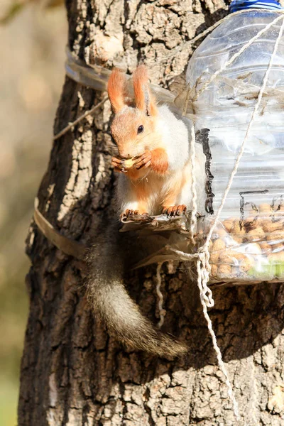 Ardilla Parque Otoño Durante Día — Foto de Stock