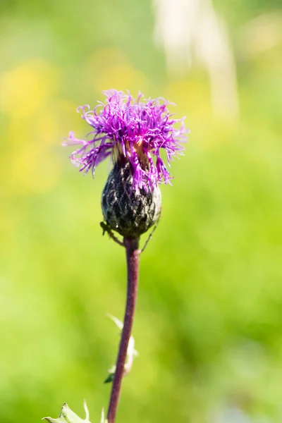 Milk Thistle Flower Summer Landscape — Stock Photo, Image