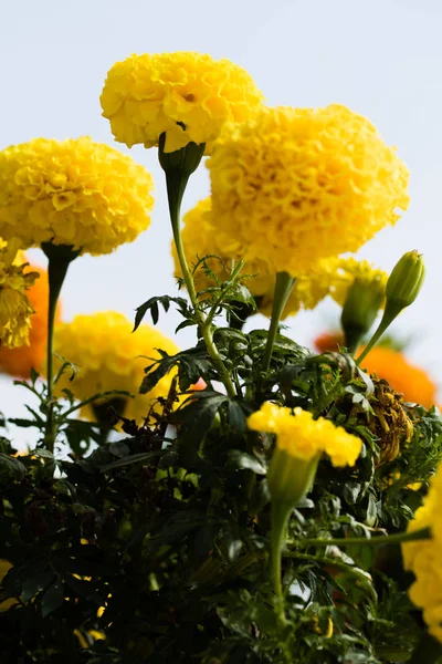 夏の風景に明るい秋の花 — ストック写真