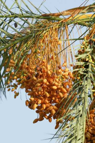 yellow dates on a tree landscape