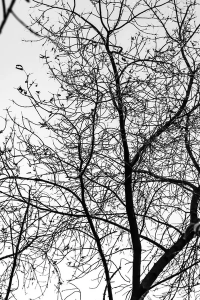 Tree Branches Silhouette White Background — Stock Photo, Image