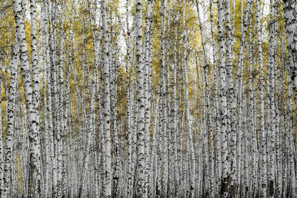 Floresta Bétula Amarela Final Outono — Fotografia de Stock