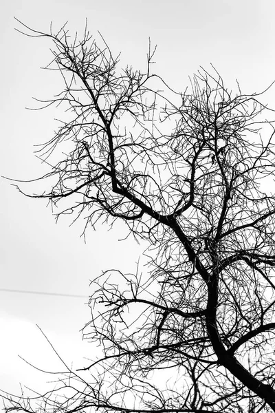 Silueta Ramas Árbol Sobre Fondo Blanco —  Fotos de Stock