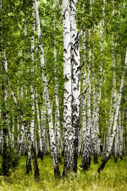 huş ağacı orman yaz manzara