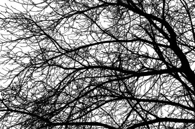 Beyaz arkaplanda ağaç dalları silueti