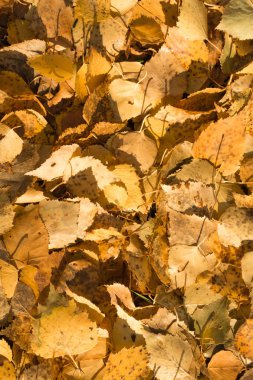 Sarı yapraklar yalan yere arka plan üzerine