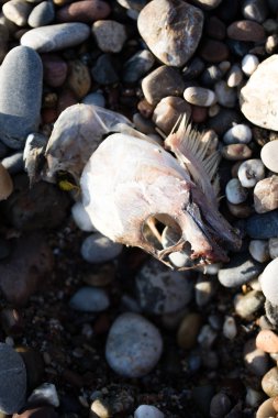 Çok çakıl renkli balık