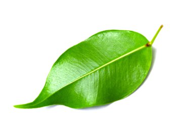 Beyaz arkaplanda yeşil yaprak izole edildi