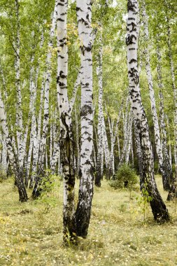 huş ağacı orman sonbahar manzara
